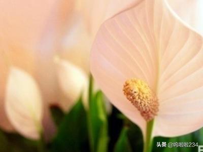 净化室内空气的植物-净化室内空气的植物排名