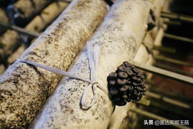 乡镇致富网(在农村做什么生意好?致富好项目？)