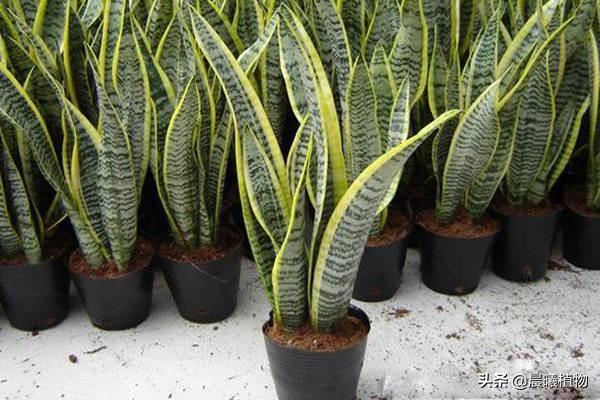 虎皮兰叶子枯萎，请问是怎么回事？可以挽救吗,第30张