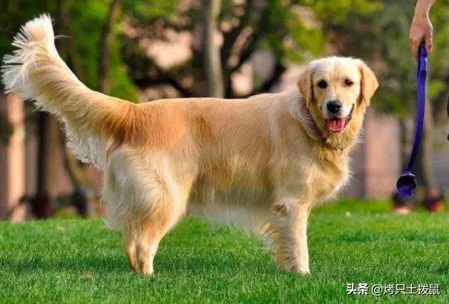 狗狗髌骨脱位保险能报吗狗狗髌骨脱位的判断与治疗（中大型犬）？