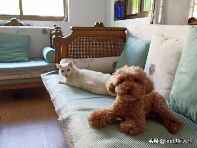 我家有一只狗，会跟猫咪抢猫粮？反常吗？对小狗有什么不好,第1张