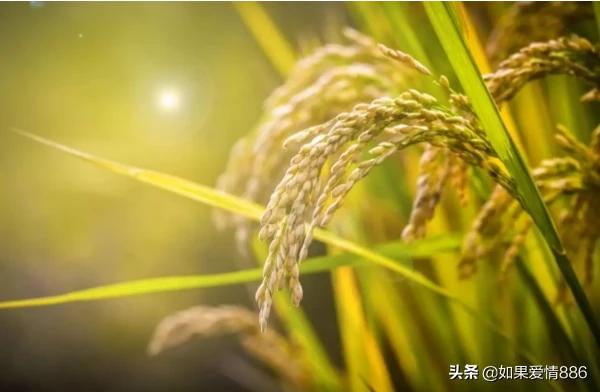 新型农业的17种种植模式ppT 农业种植模式是什么意思？