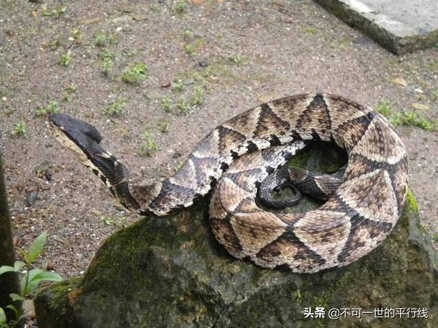 世界十大毒性最强的蛇（世界上毒性最强的蛇类）