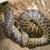 恐怖蛇片大全电影（恐怖的蛇片都有哪些）