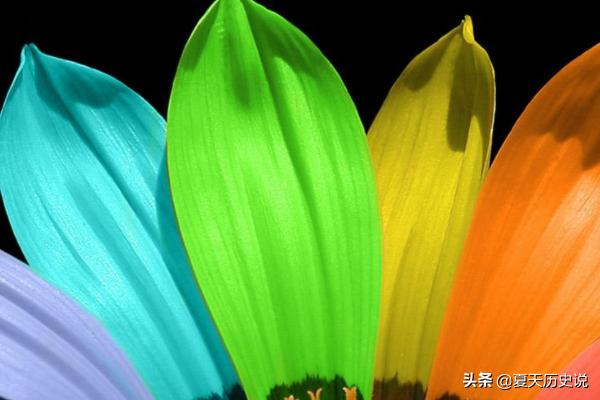 真正的七色花（七色花是哪种花）