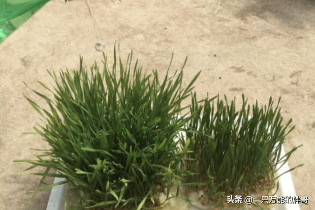 无土栽培种植技术 无土栽培种植技术实验报告