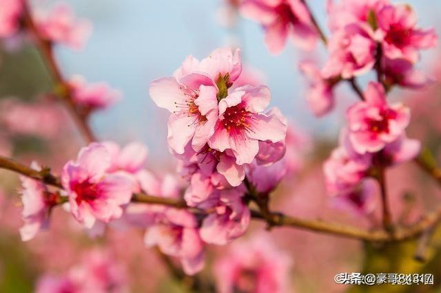 苗木养护期从什么时候开始算 树木年限