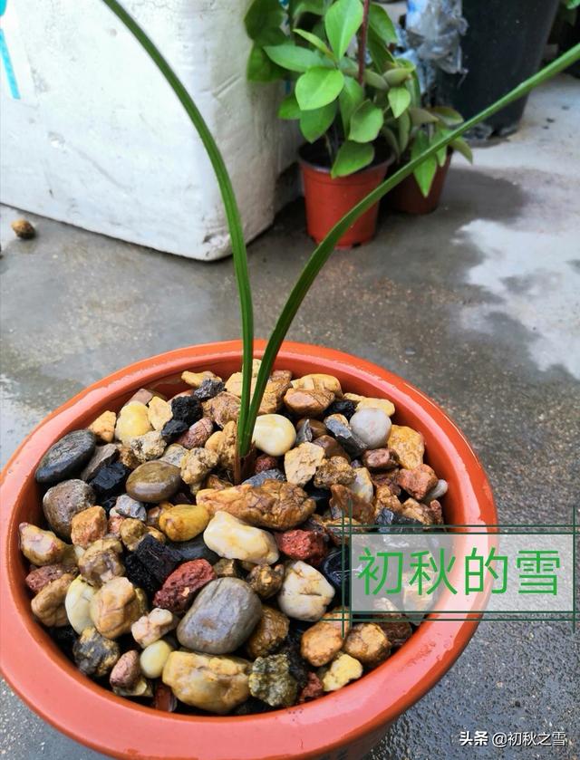 兰花要喂什么饲料才能长得更快而且开花？兰花要喂什么饲料才能长得更快而且开花呢