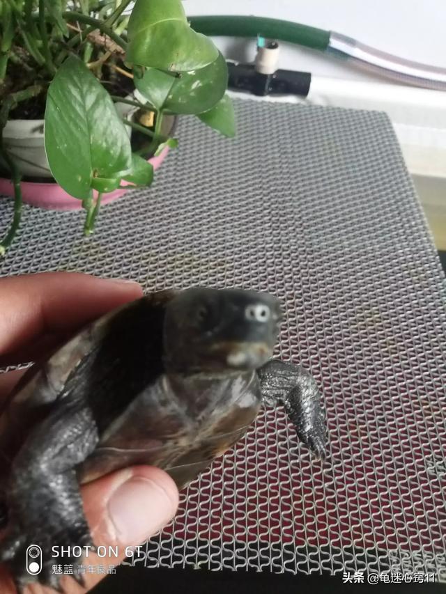 怎么和巴西龟培养感情,第3张