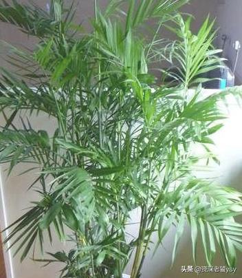 家中花草有虫,怎么办