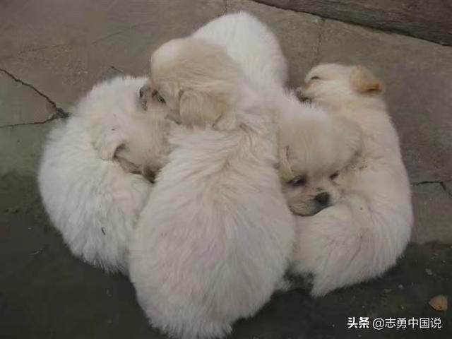 寵物店收購寵物狗嗎?寵物店收購寵物狗嗎安全嗎!
