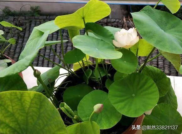 莲子种植方法，莲子种植方法全过程