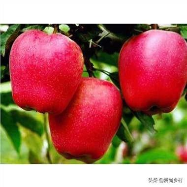 北京富士饲料-北京富士饲料有限公司