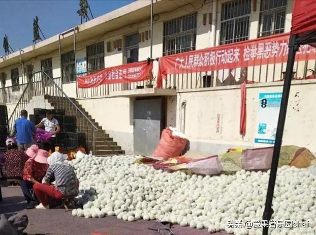 阿克苏种植苹果园视频,阿克苏种植苹果园视频播放