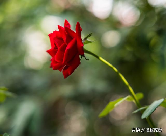 花卉照片怎么拍?花卉照片怎么拍好看!