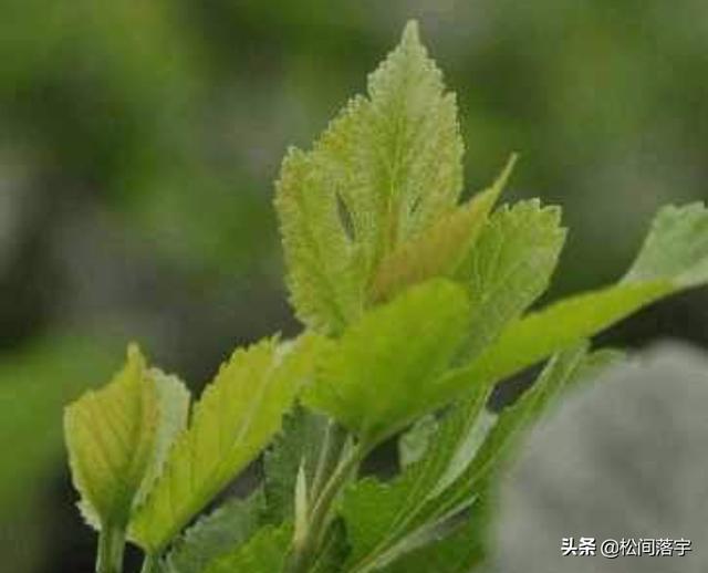 双桑叶有什么功效(图2)