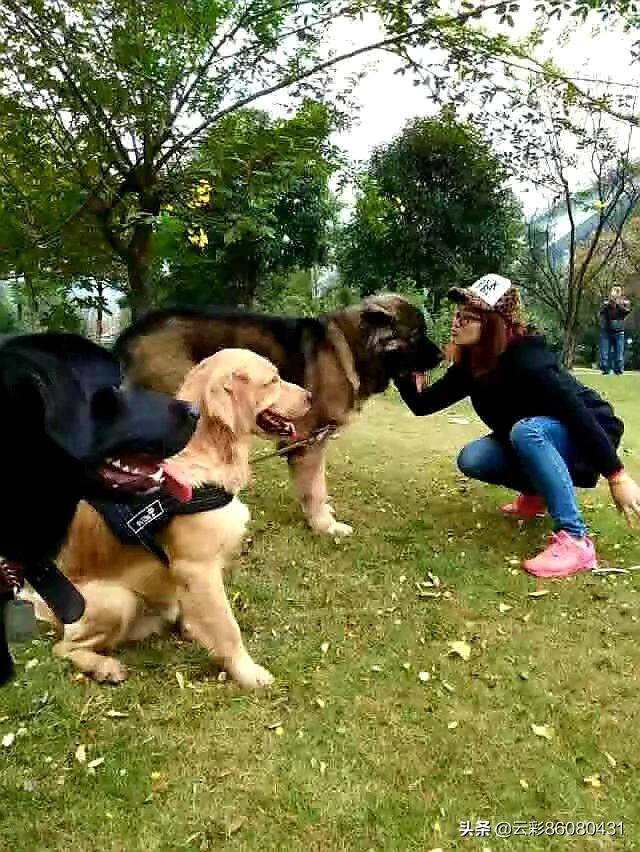 想养一只大型犬你们推荐哪个品种