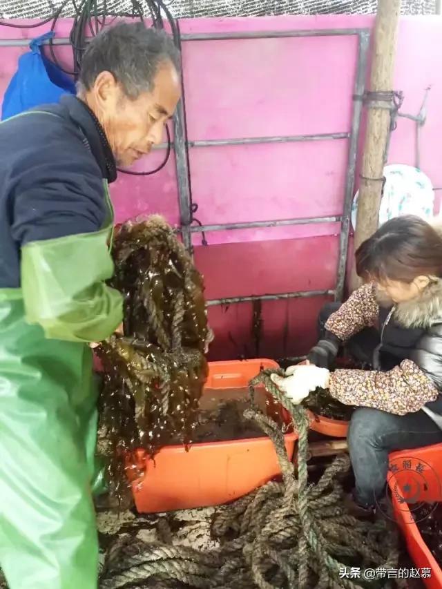 海带种植方法，海带种植方法和步骤