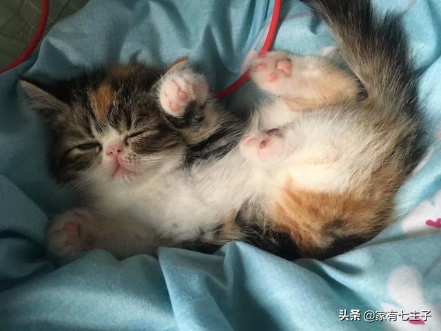 哪些宠物猫比较温顺，比较适合家里饲养,第1张