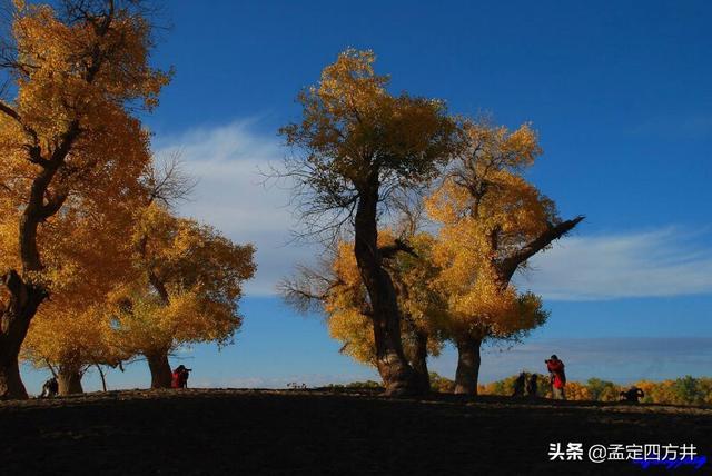 额济纳胡杨林最佳观赏时间（额济纳旗旅游最佳时间是什么时候？）