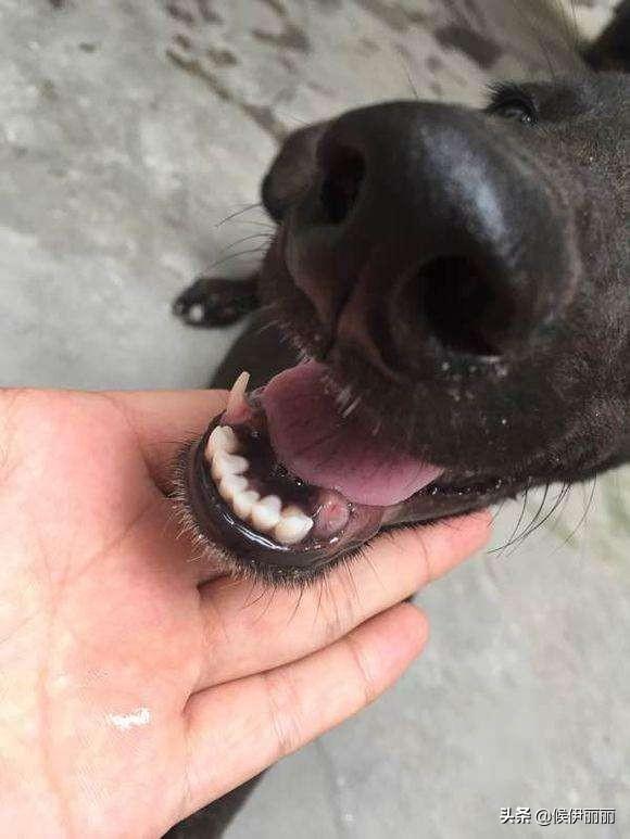 狗牙?狗牙根草!
