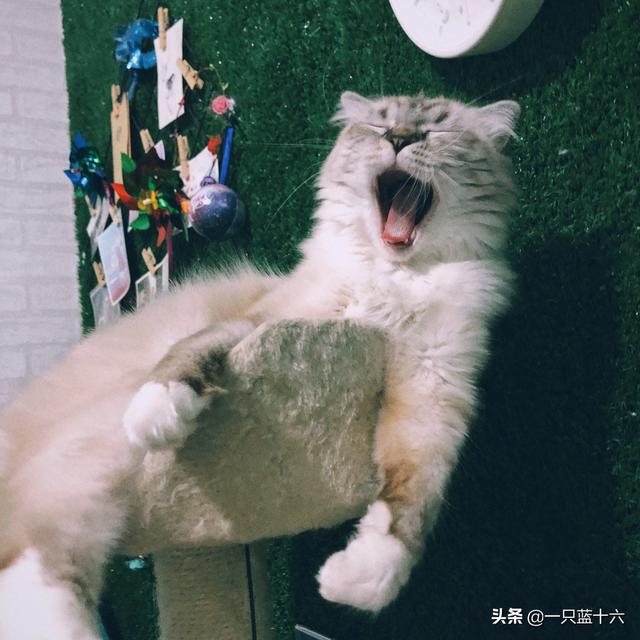 两个月的猫，可以喂食生肉吗,第6张