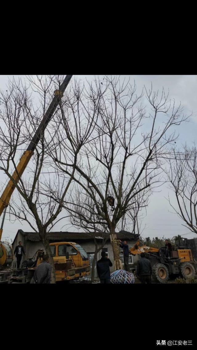 怎样铺装地面对树木影响小