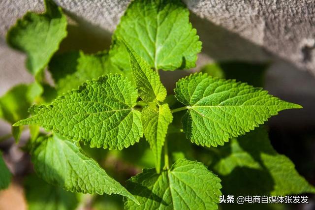 藿香的种植方法，藿香的种植方法和注意事项