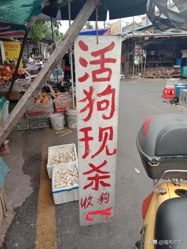 为什么欧美人都那么爱宠物狗呢