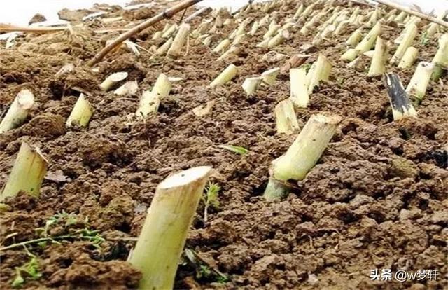 皇竹草（皇竹草图片）