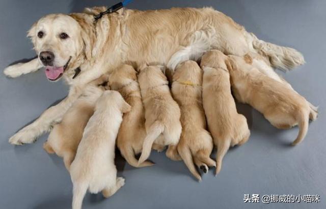 产妇缺钙如何食补(图1)