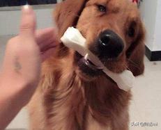 我家狗狗卡在我里面疼怎么办