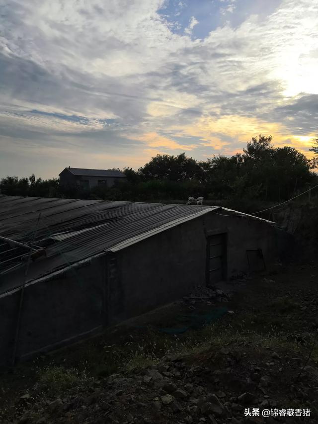 云浮市新兴县今日生猪价格-云浮市新兴县今日生猪价格表