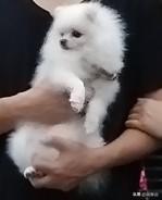 适合家庭养的宠物犬有哪些