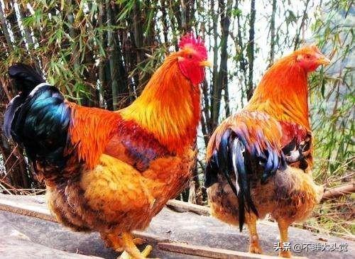合作养鸡是真的吗可靠吗 代养鸡怎么合作的？