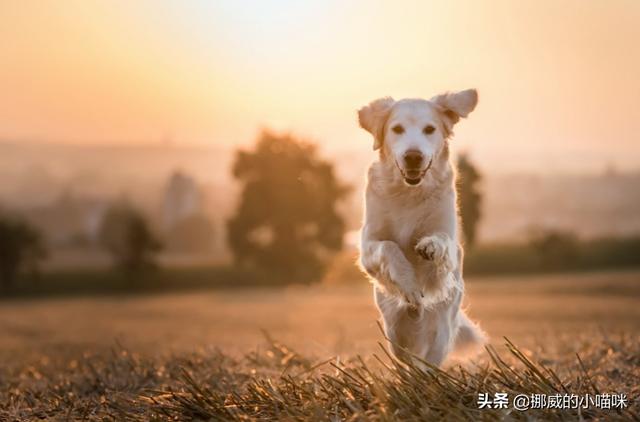 拉布拉多吃什么钙片,第2张