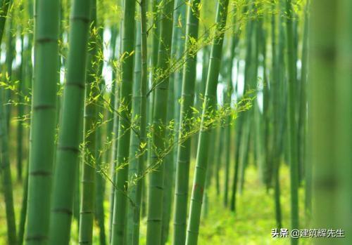 毛竹林中的毛笋怎么吃(图5)