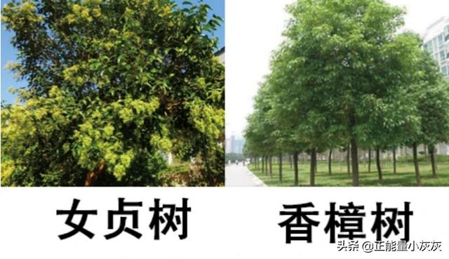 女贞子的树是什么样子的（女贞子树木图片）