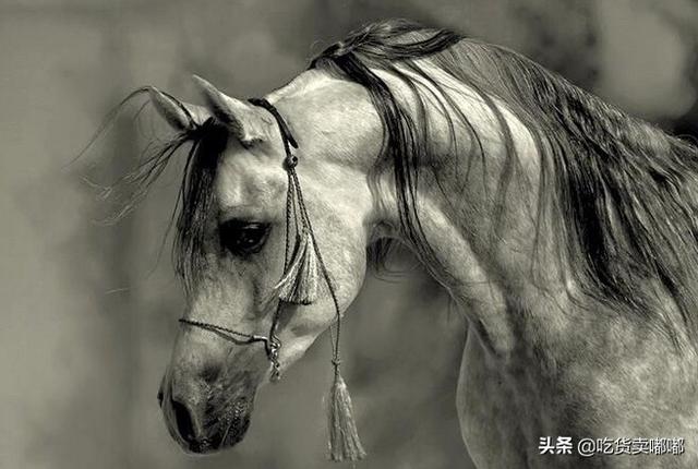 寵物馬視頻?寵物馬價格及圖片!