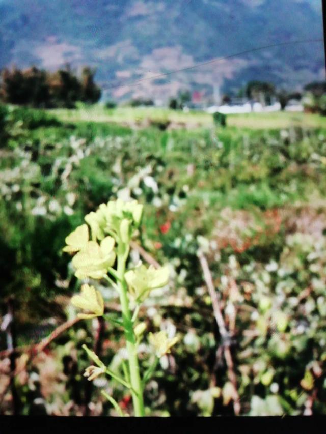 春节自驾游云南怎么样