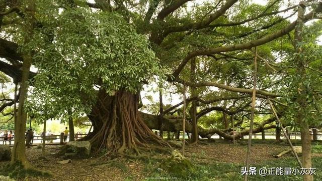 榕树果 （榕树果子可以吃吗）