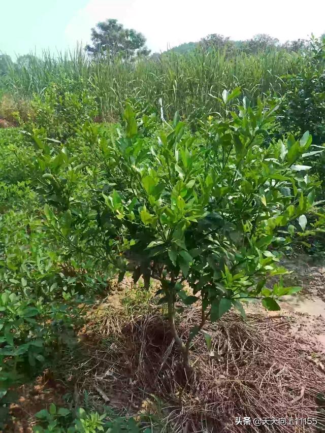 广西种植什么最有前景