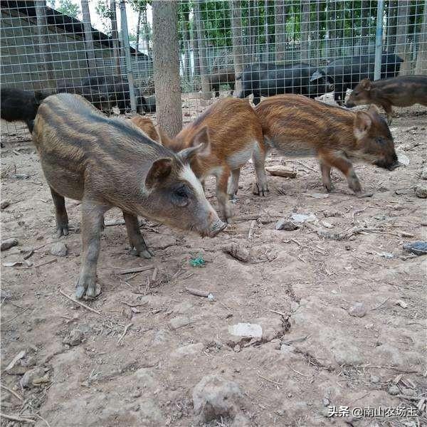 香猪养殖怎么样，香猪养殖前景如何