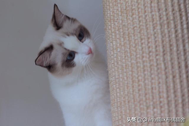 一个月大的猫怎么养活