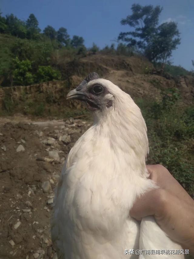 适合果园种植的鸡品种,适合果园种植的鸡品种有哪些