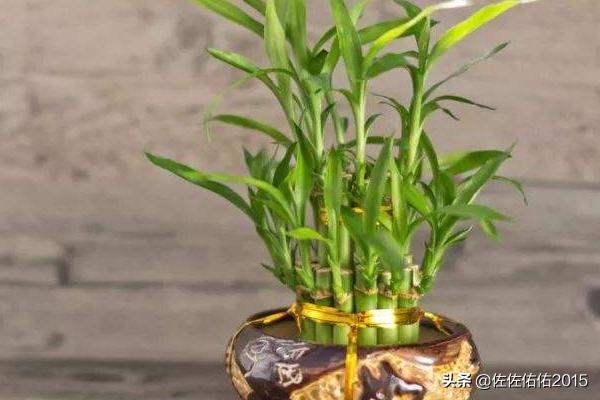 餐桌放什么花-餐桌放什么花好看又旺财
