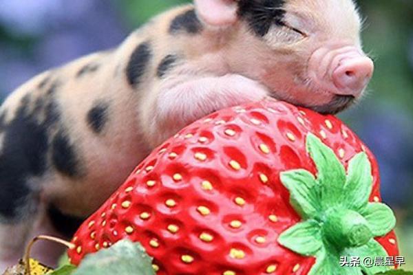 如何控制宠物猪的体重，如何保证小香猪不长大