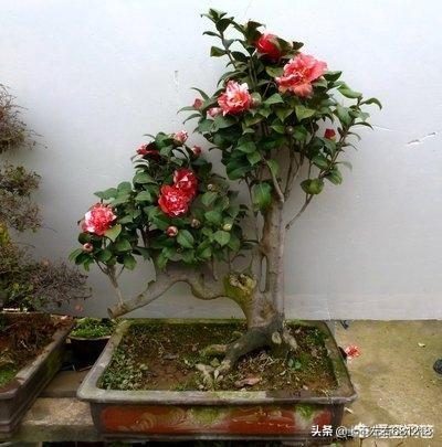 阳台种植花肥料,阳台种植花肥料有哪些