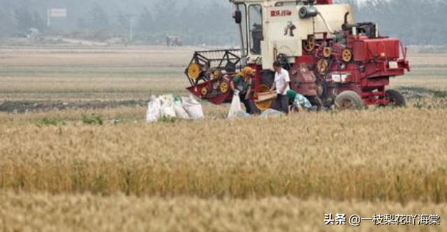 河南省什么时候收割小麦