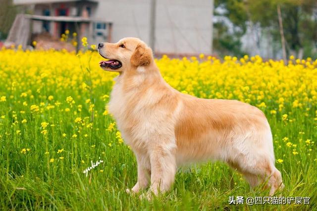 小學生養什么寵物好?小學生適合養什么寵物!